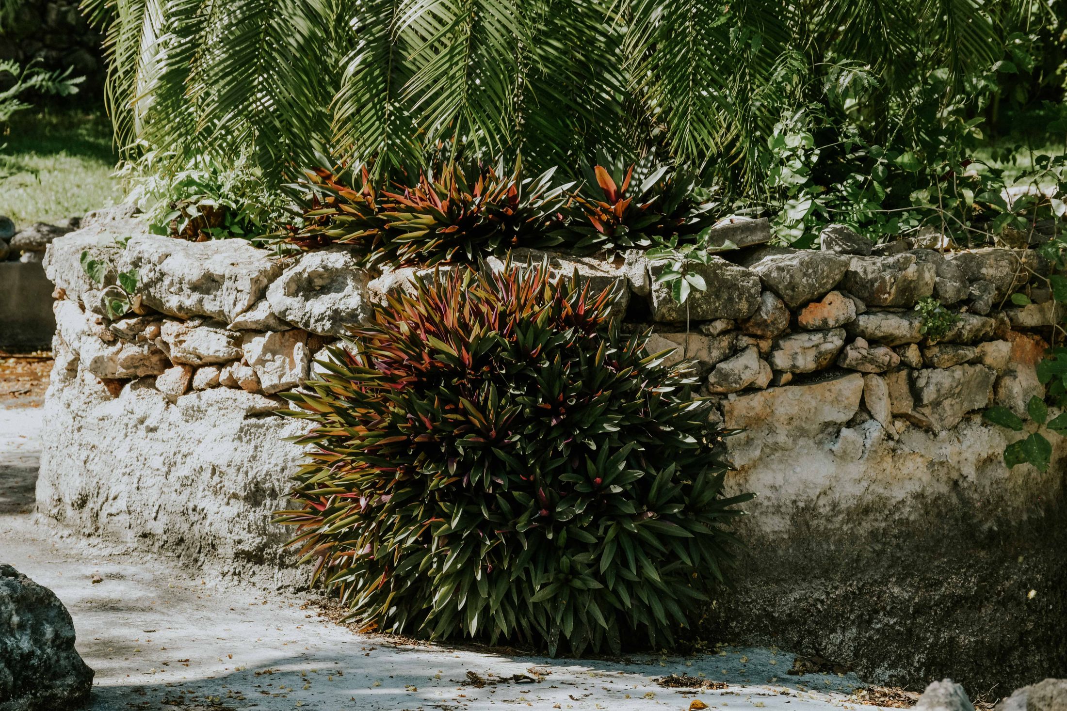Layered tropical planting beside a hand-built stone garden wall